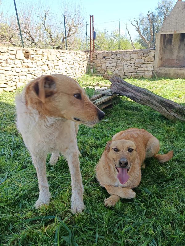 Jude e Kiss due anime gemelle Foto 3